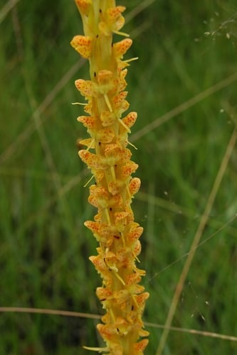 Disa ochrostachya