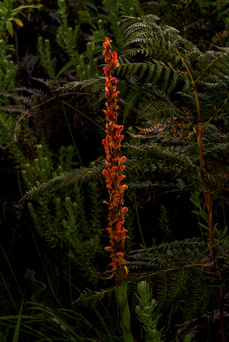Disa satyriopsis — photo
