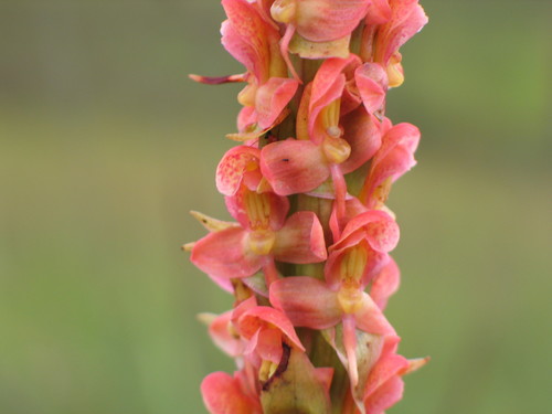 Disa satyriopsis
