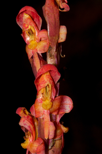 Disa satyriopsis — photo