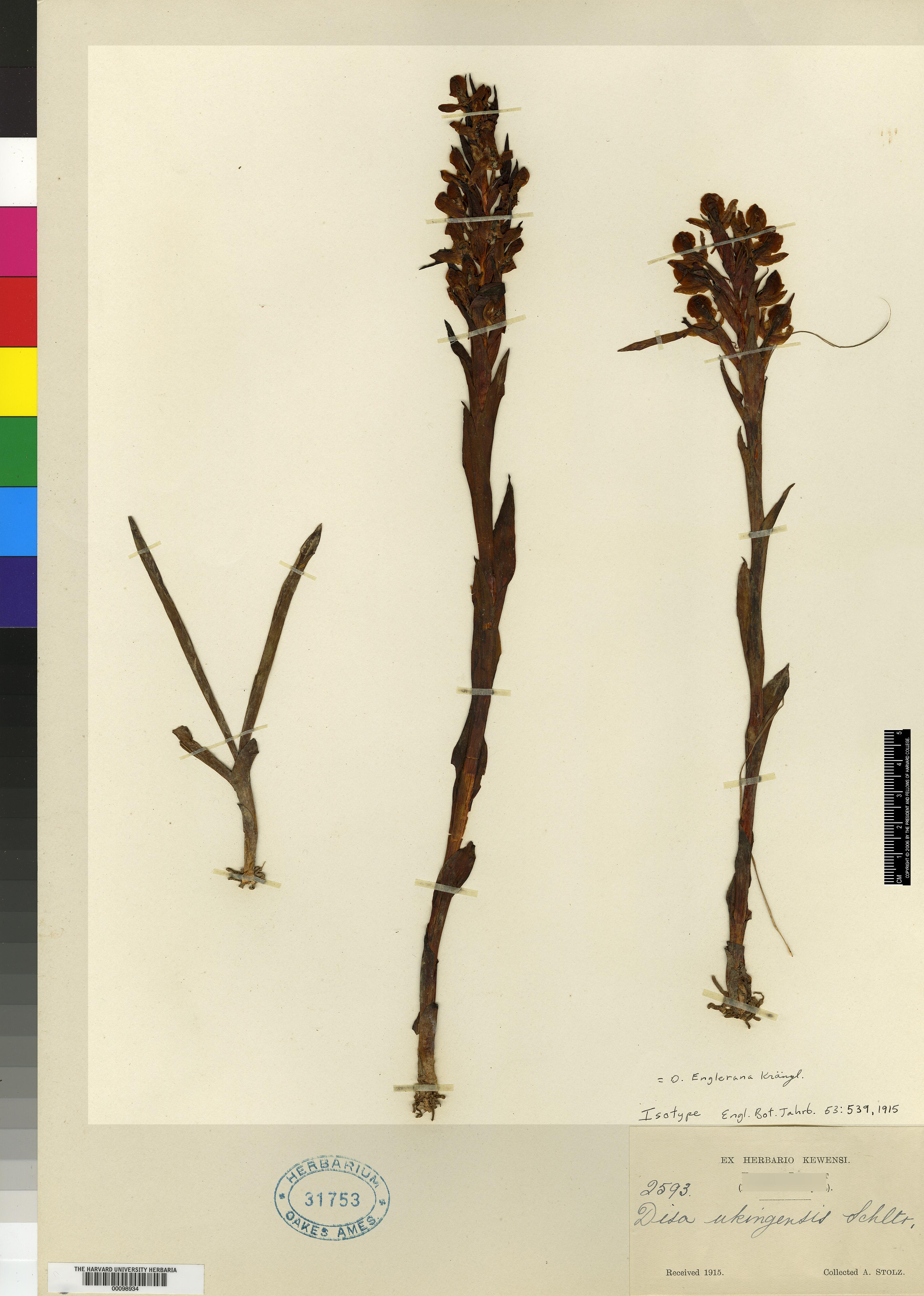 Disa ukingensis — photo