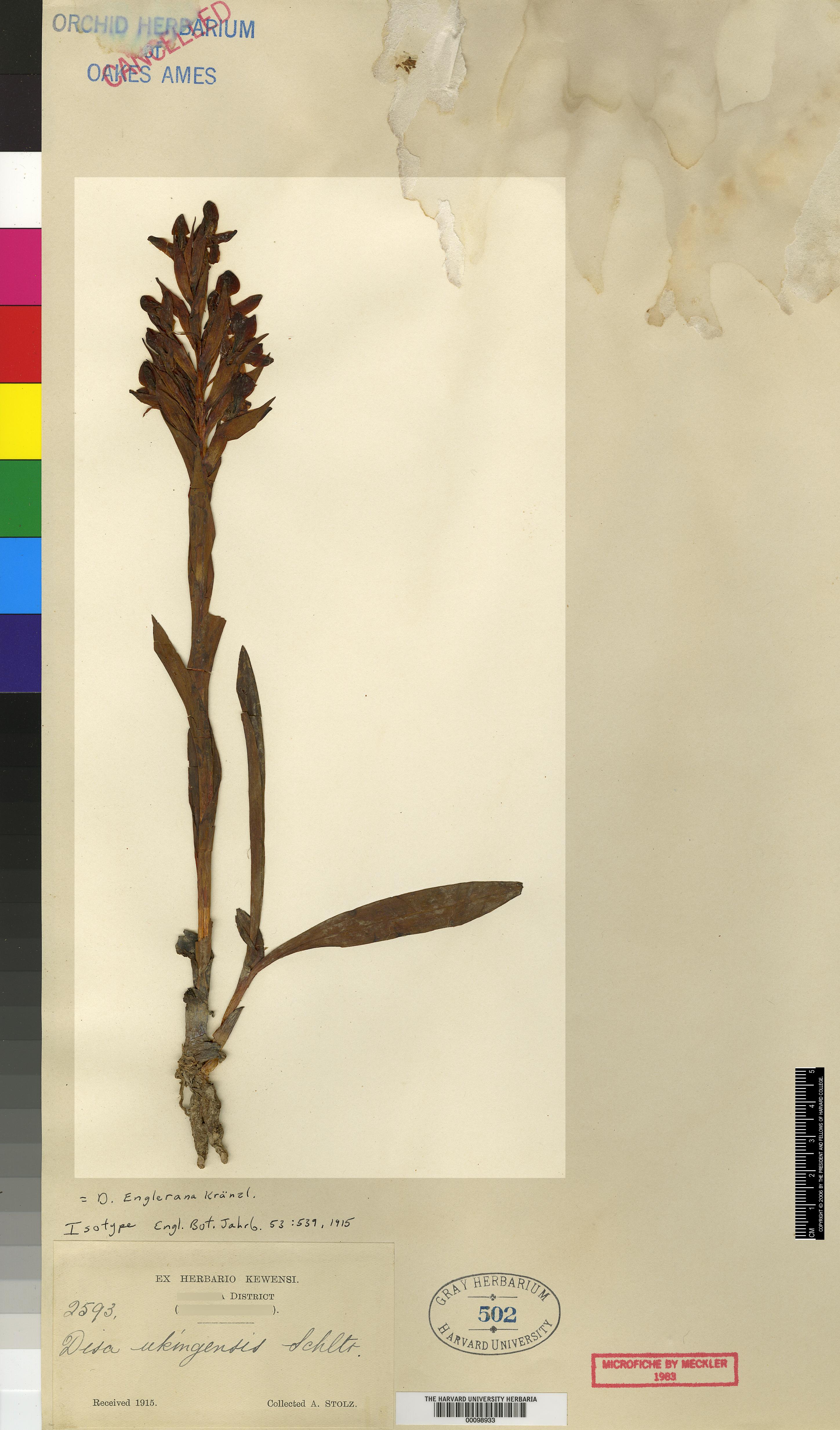 Disa ukingensis