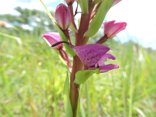 Disa walleri