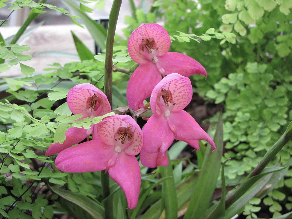 Disa watsonii