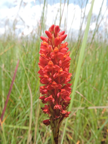 Disa welwitschii subsp. occultans — photo