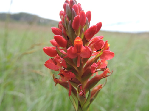 Disa welwitschii subsp. occultans — photo