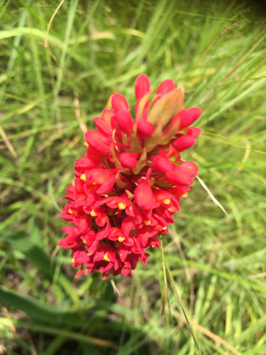 Disa welwitschii subsp. occultans