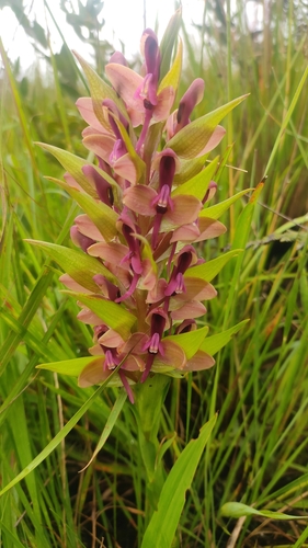 Disa zombica — photo