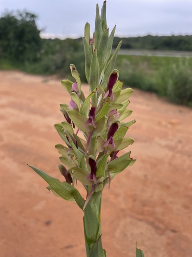 Disa zombica — photo