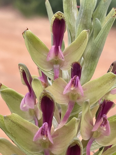 Disa zombica