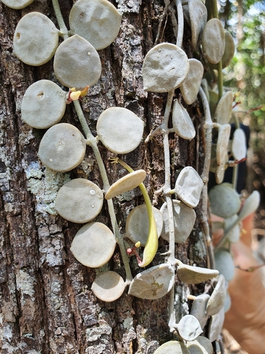 Dischidia nummularia (Green creeper plant) — photo