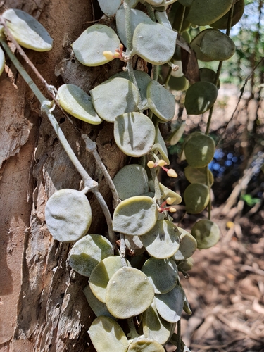Dischidia nummularia (Green creeper plant) — photo