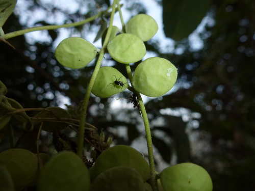 Dischidia nummularia