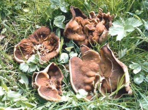 Disciotis venosa (Veined elf cap) — photo