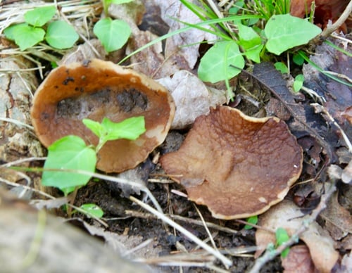 Disciotis venosa (Veined elf cap) — photo