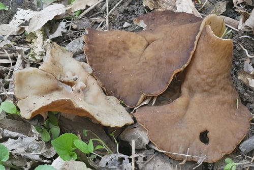 Disciotis venosa