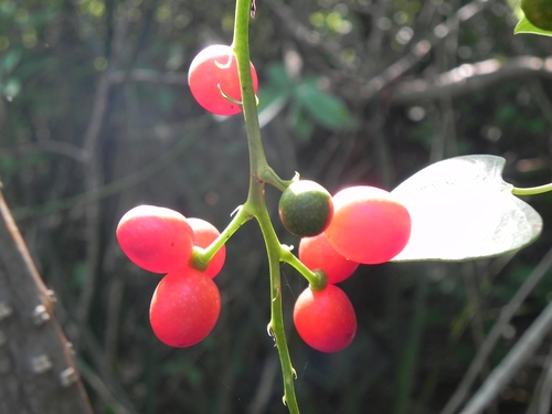 Disciphania ernstii