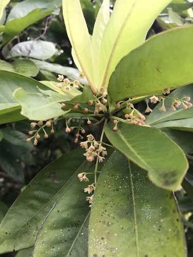 Discocalyx megacarpa — photo