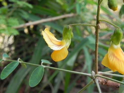 Discolobium pulchellum — photo