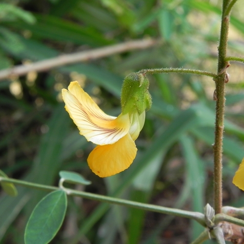 Discolobium pulchellum