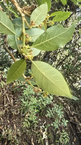Discopodium penninervium — photo