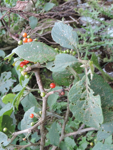 Discopodium penninervium