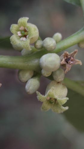 Discopodium penninervium — photo