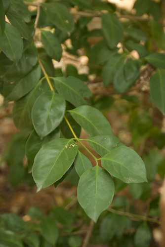 Discospermum sphaerocarpum — photo