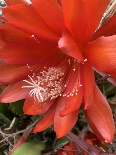 Disocactus ackermannii — photo