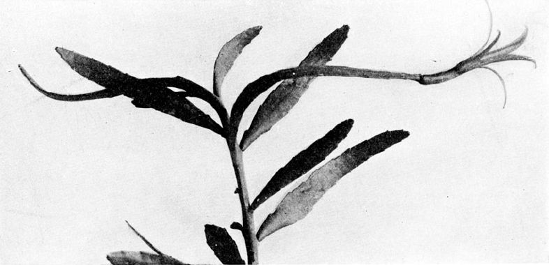 Disocactus biformis — photo