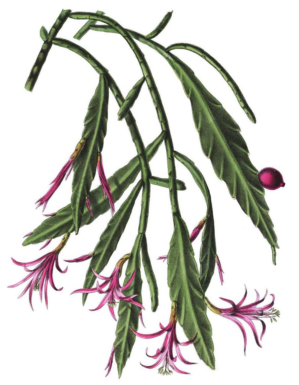 Disocactus biformis — photo