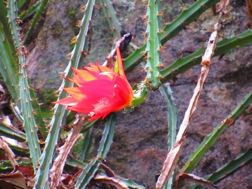 Disocactus speciosus — photo