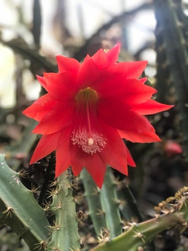Disocactus speciosus