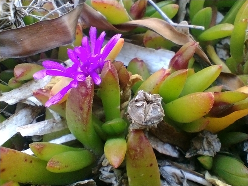 Disphyma crassifolium (Rounded noon-flower) — photo
