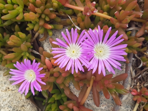 Disphyma crassifolium