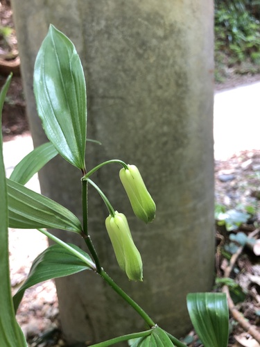 Disporum sessile — photo