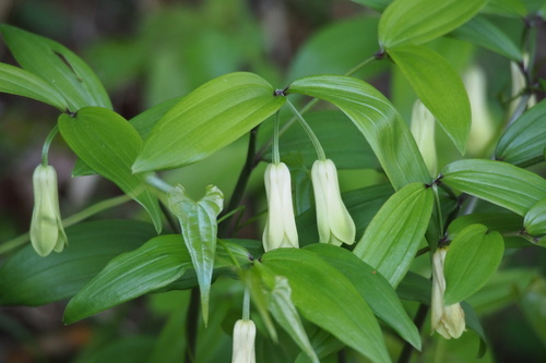 Disporum sessile — photo