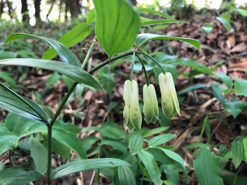 Disporum sessile