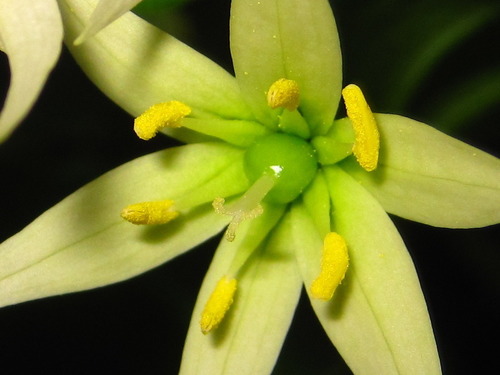 Disporum smilacinum (Shan dong wan shou zhu) — photo