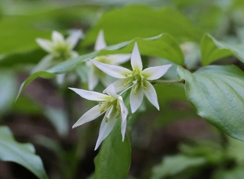 Disporum smilacinum