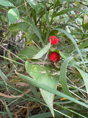 Disporum trachycarpum (Fairybells) — photo