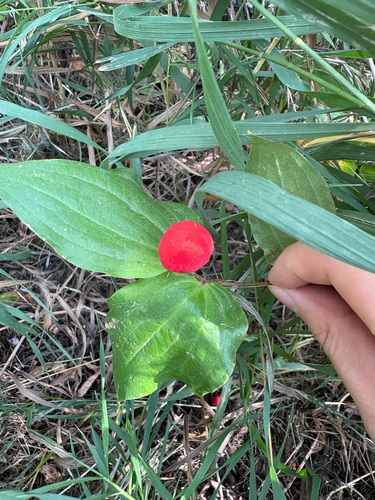 Disporum trachycarpum (Fairybells) — photo