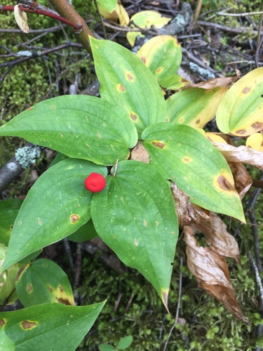 Disporum trachycarpum