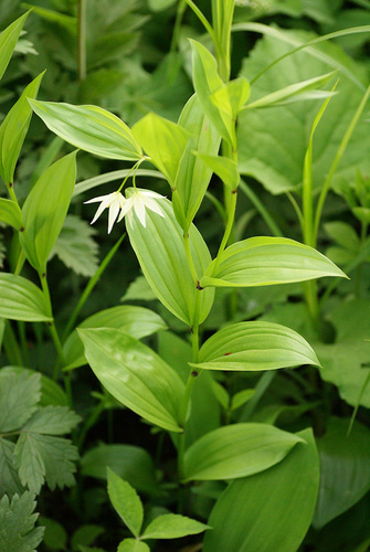 Disporum viridescens (Bao zhu cao) — photo