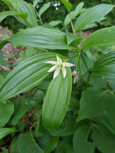 Disporum viridescens (Bao zhu cao) — photo