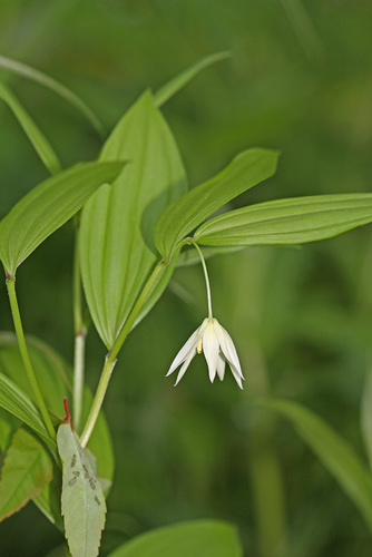 Disporum viridescens