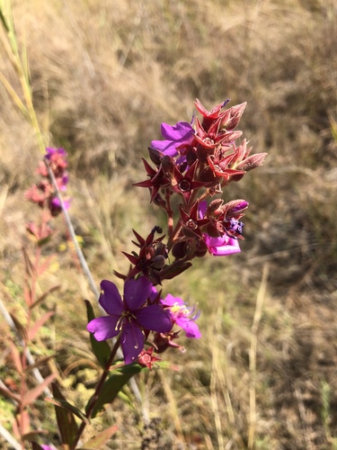 Dissotis canescens (Marsh dissotis) — photo
