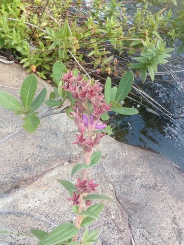 Dissotis canescens
