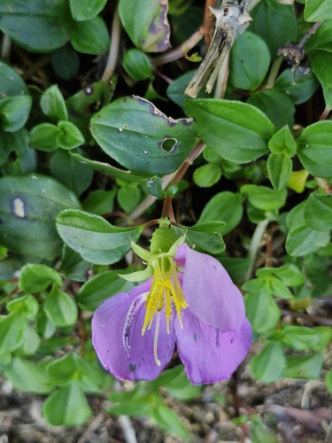 Dissotis decumbens
