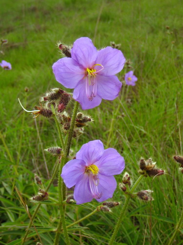 Dissotis grandiflora — photo